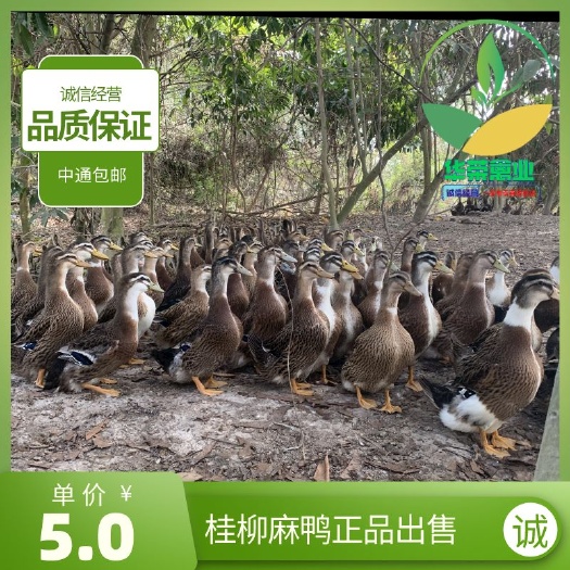 南宁桂柳鸭苗 病少易养 诚信经营 品质保证保证可支持全国过运输
