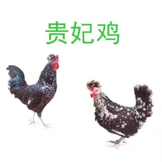 昆明 云南正宗五黑一绿绿壳蛋鸡苗，已打疫苗正品，一对一技术服务！