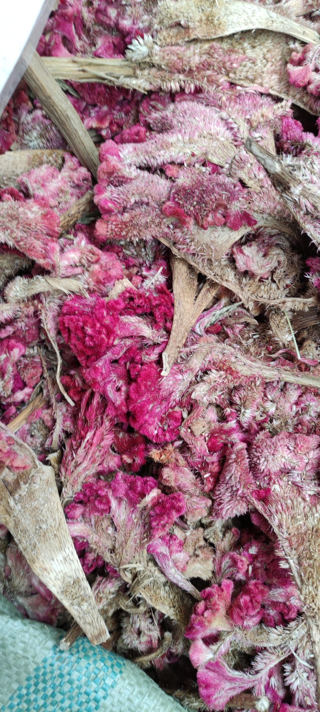 中药材鸡冠花  鸡冠花
