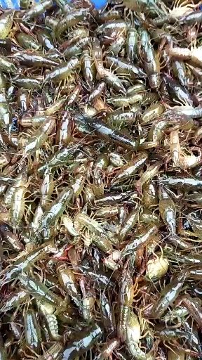 小龙虾苗  小龙虾虾苗
