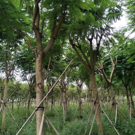 柳城县 洋紫荆，宫粉紫荆，蓝花楹，美丽木棉
