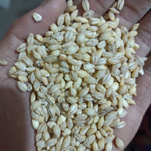 麦仁 脱皮麦仁 小麦仁 熬粥稀饭 磨面 酿酒 无霉粒 颗粒均