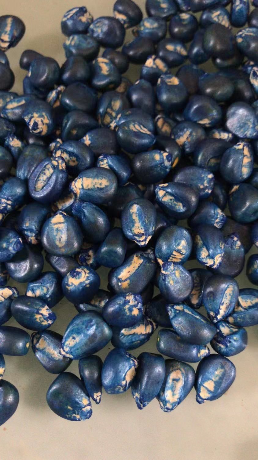 郑单958玉米种子 常规种 ≥90% 