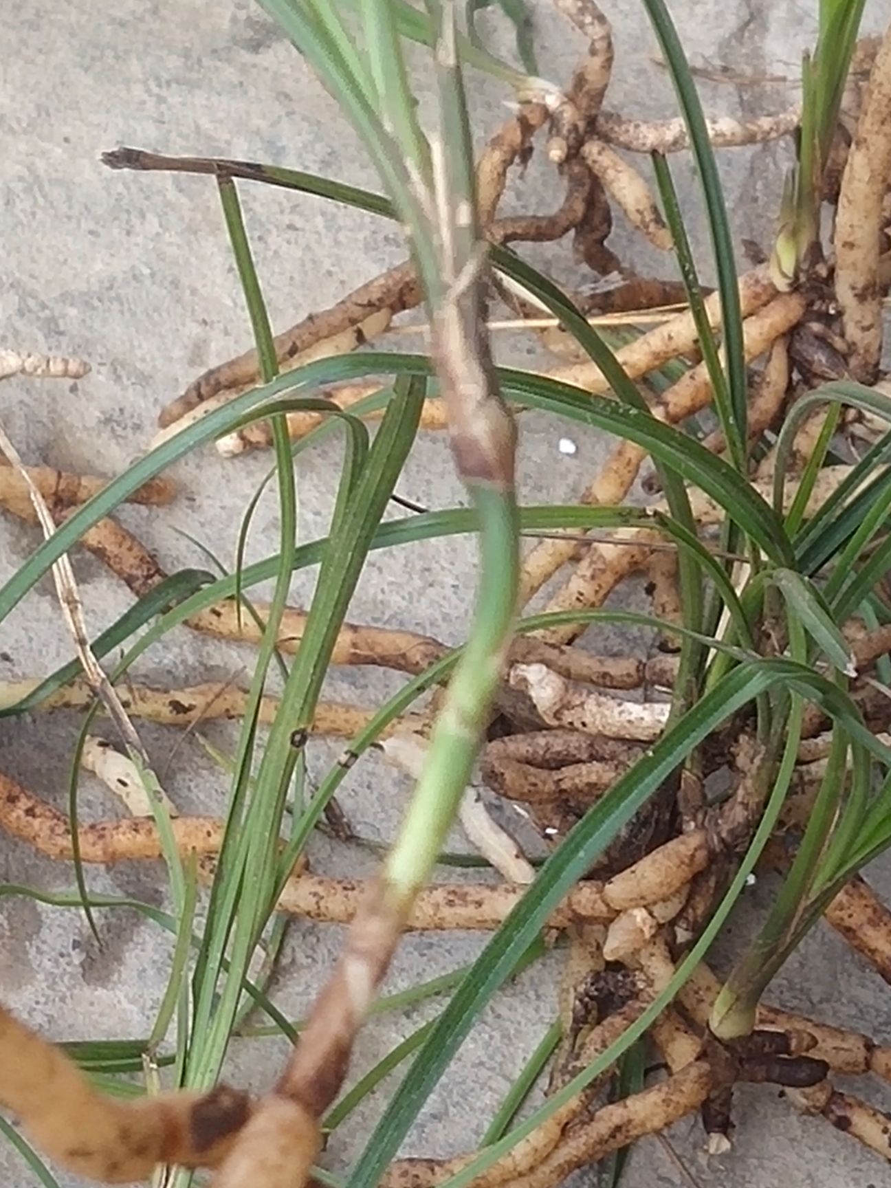 云南维西莲瓣兰，**龙根草，盆景草