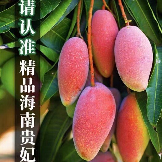 三亚海南树上熟贵妃芒，肉多皮薄汁多无丝核小，看了就流口水的芒果。