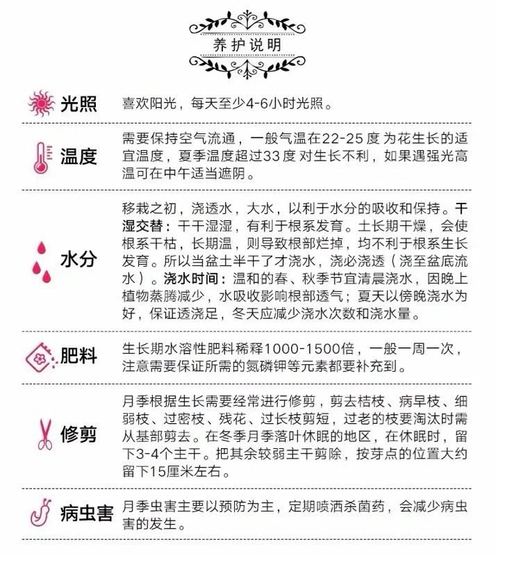 玫瑰切花苗 云南基地直供正宗玫瑰花苗月季切花种苗绿化工程花苗