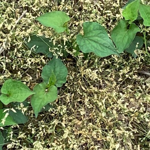 靖州县白茎鱼腥草 鱼腥草，鲜货供应，现在30亩，下半年200亩，除草剂实效