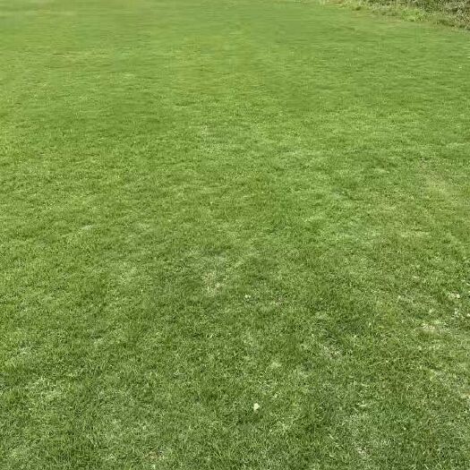 襄樊百慕大，果岭草，马尼拉基地批发，物优价廉，欢迎老板咨询