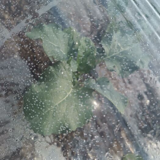 凌海市优秀西兰花 西兰花产地，本人种植西兰花多年，每年6月份到10月份大量上市