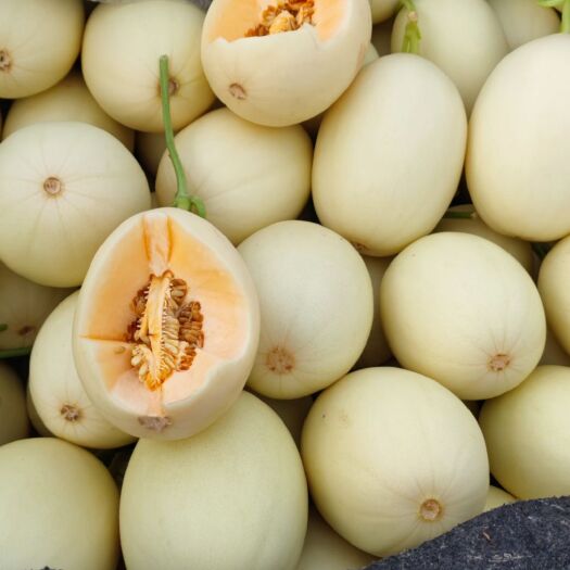 莘县东方蜜甜瓜 东方蜜红金蜜大量有货  成色好