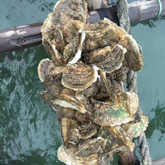 净化蚝  湛江生蚝批发，产地直发，全国配送