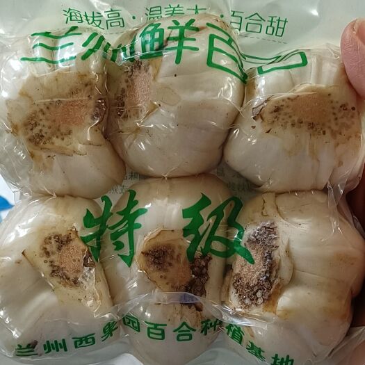 兰州兰州百合 鲜百合 真空包装 煮粥清炒