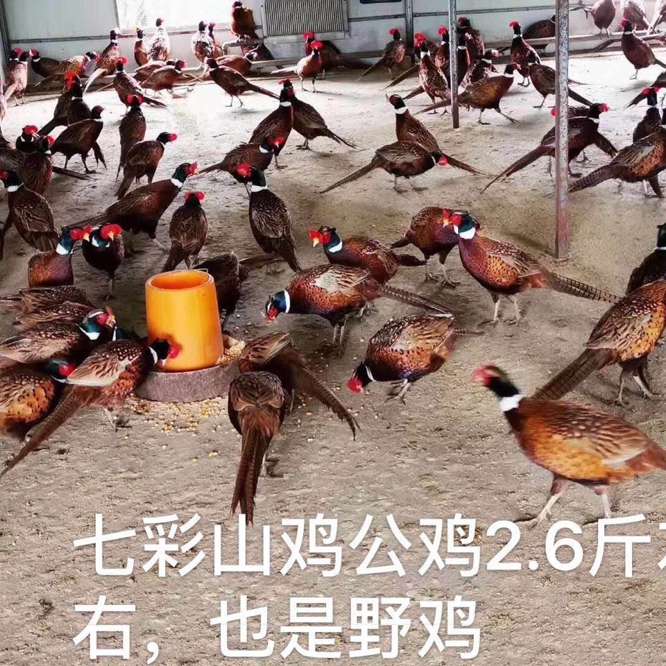 七彩山鸡公鸡母鸡