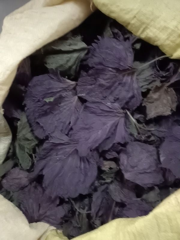 中药材紫苏  紫苏叶干货