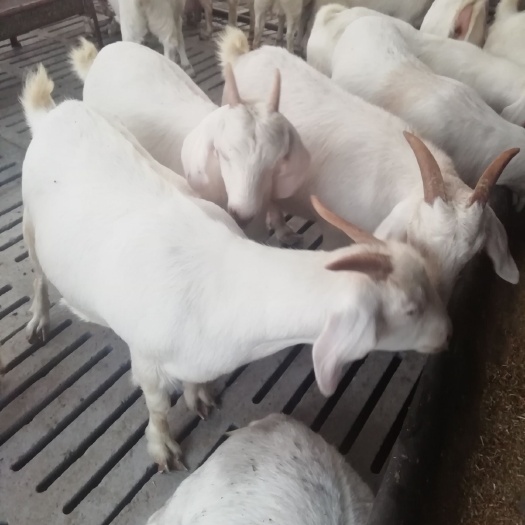 嘉祥县美国大白山羊，种羊，头胎怀孕羊，货原充足，量大优惠