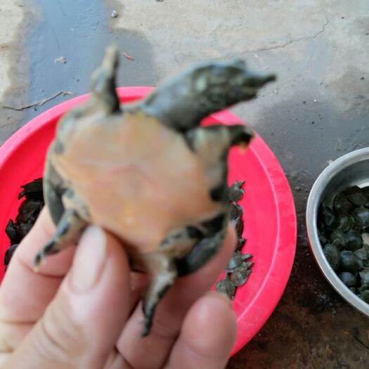荆州 甲鱼苗