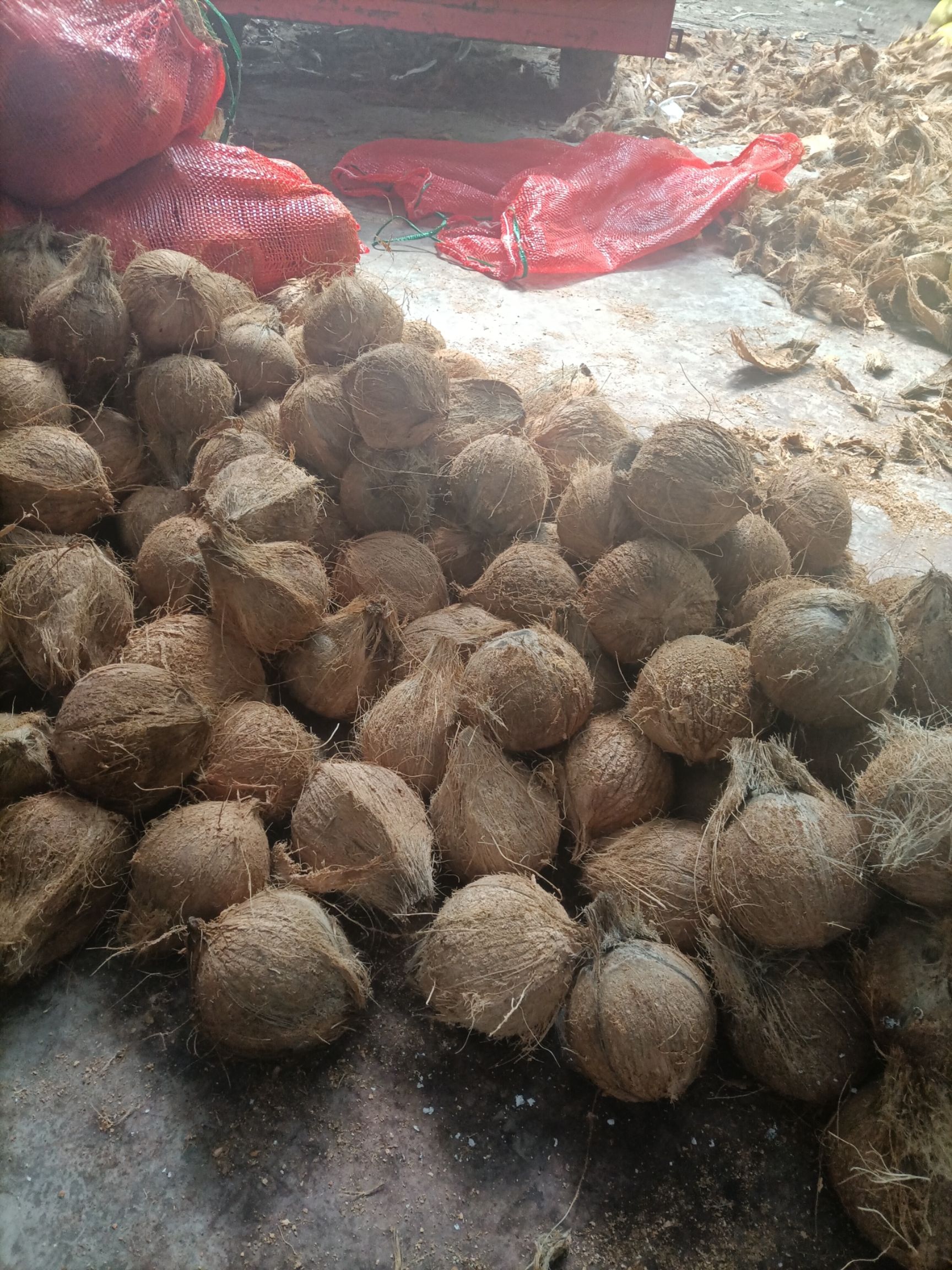 海南特产新鲜椰子批发老椰子特产水果毛椰子，（厂家直销）