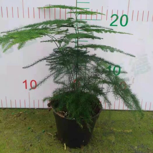 广州文竹基地直销文竹盆栽 可用于水培水培文竹