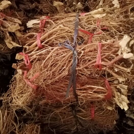 灵山县五指毛桃干货