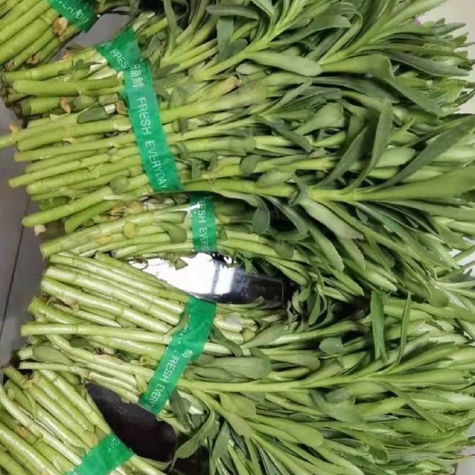 聊城 救心菜，又称费菜，景天三七，高钙养心菜，一次种植长年收割。