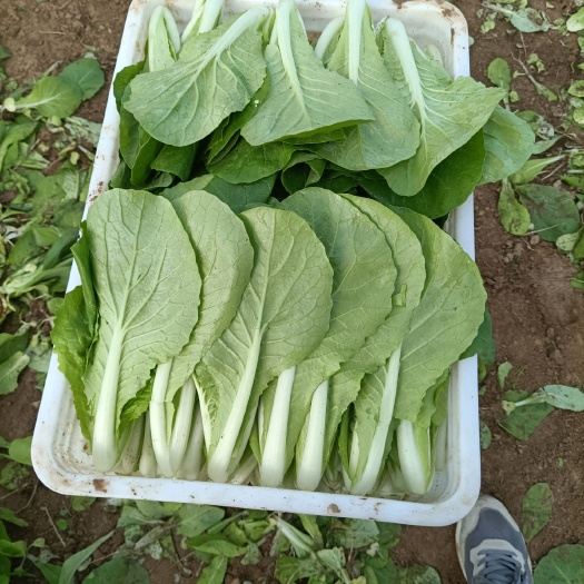 曹县泡泡青 毛白菜，快菜，小白菜