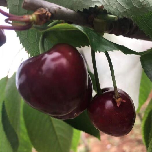 简阳市大紫樱桃苗  金瑞一号车厘子苗，成熟早提前上次，适合底海拔种