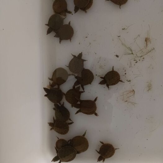 淮安中华甲鱼，外塘甲鱼，成品甲鱼，半成品甲鱼，甲鱼苗