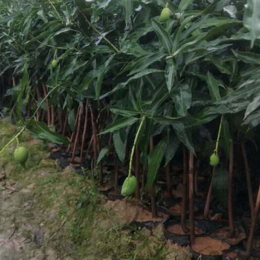 灵山县象牙芒果苗 