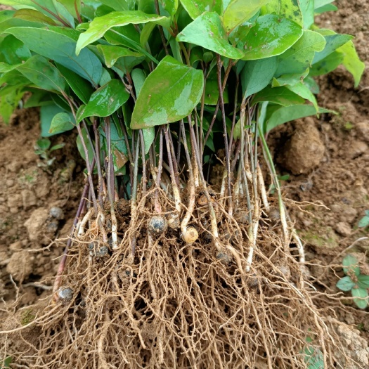阳朔县大量供应优质香樟苗 香樟芽苗 香樟小苗