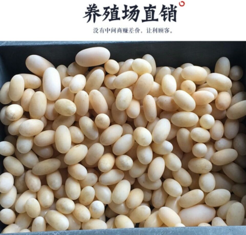 乌龟蛋  新鲜龟蛋……