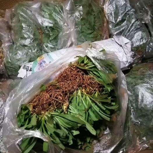 昆明黄莺花  黄莺苗