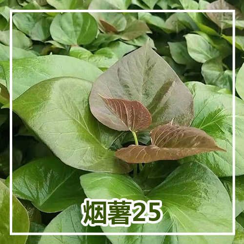 烟薯25号红薯苗 红薯苗，烟薯25