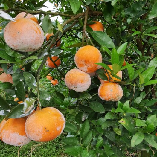 来宾 大量供应茂谷柑