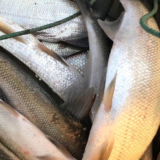 湖州翘嘴鲌鱼  翘嘴白鱼  品质保证  价格优惠可送货，专送钓场