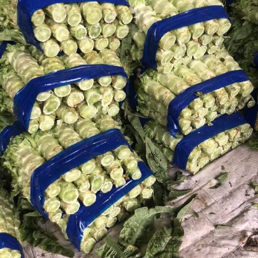 通许县 红叶莴笋大量供应