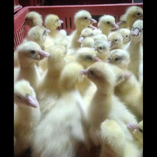 南昌 大三花鹅苗