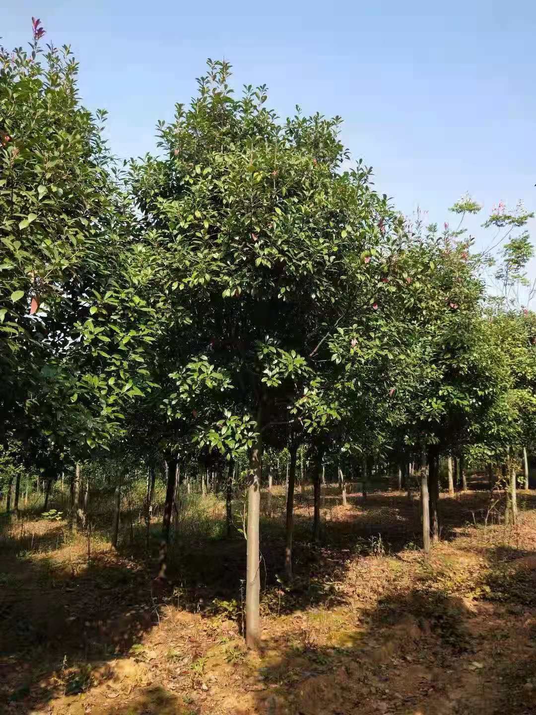 高杆红叶石楠  地径七公分的红叶石楠，低价大量供应中，欢迎实地采购！