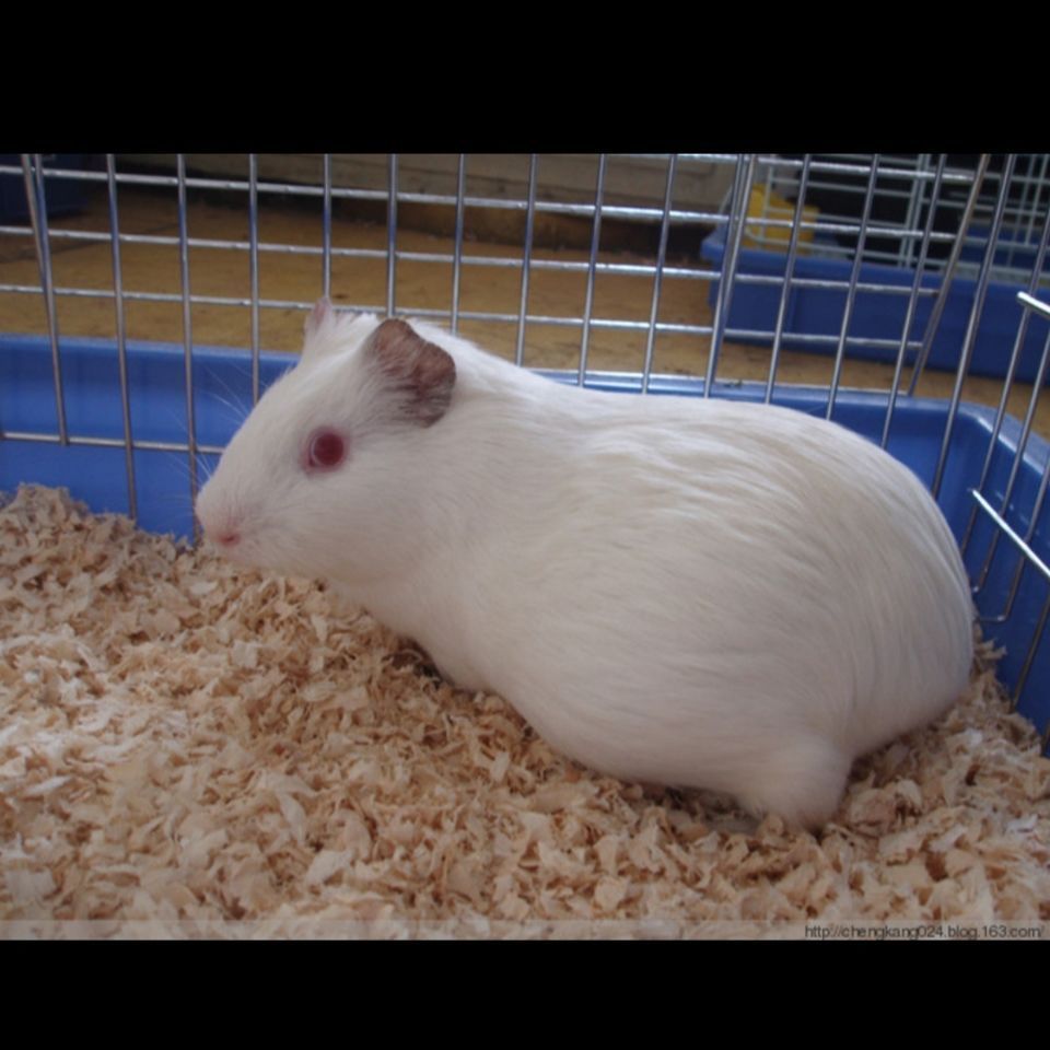 荷兰鼠 全国包邮成年黑色白色荷兰猪