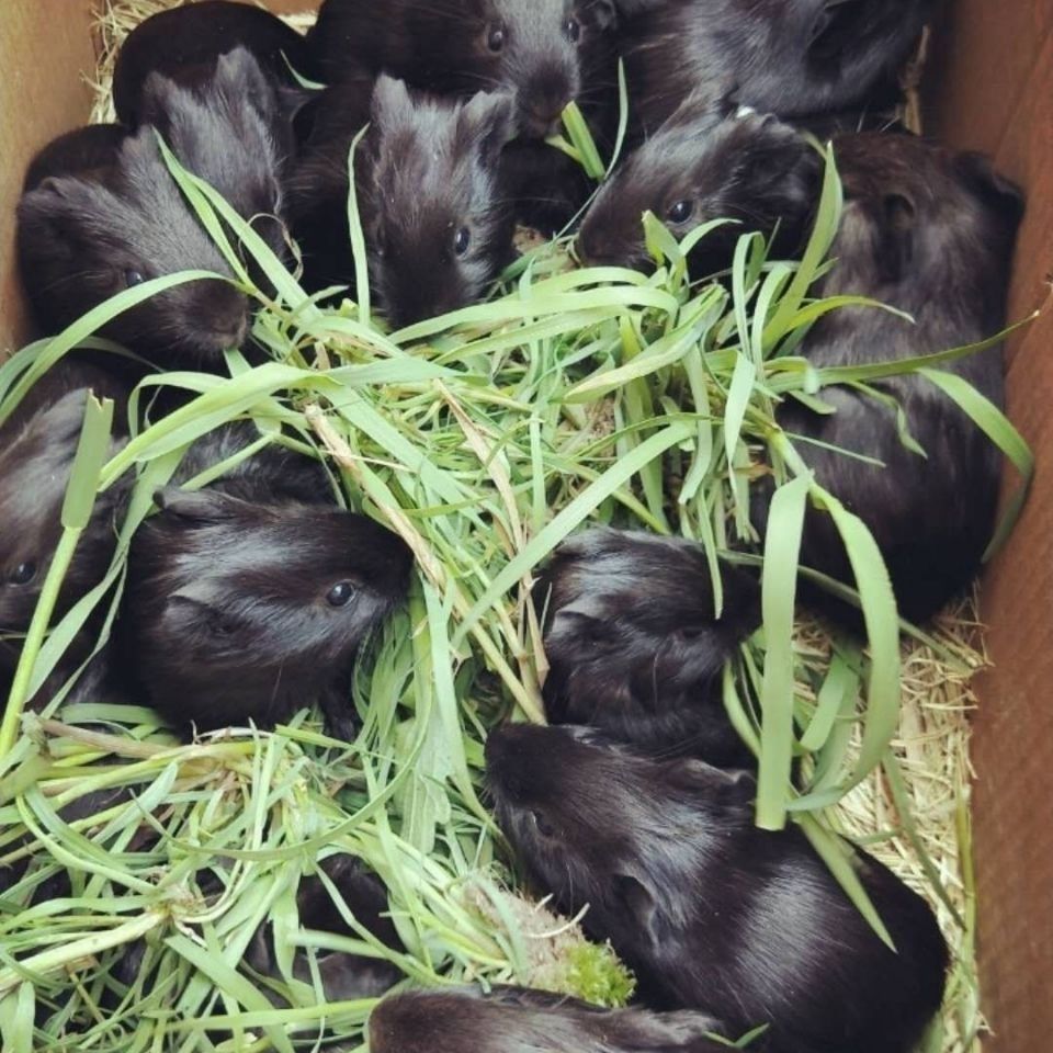 荷兰鼠 全国包邮成年黑色白色荷兰猪