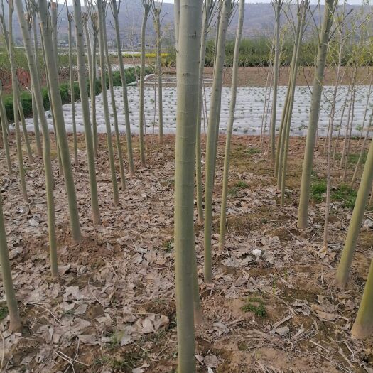 甘谷县 青桐，8公分。