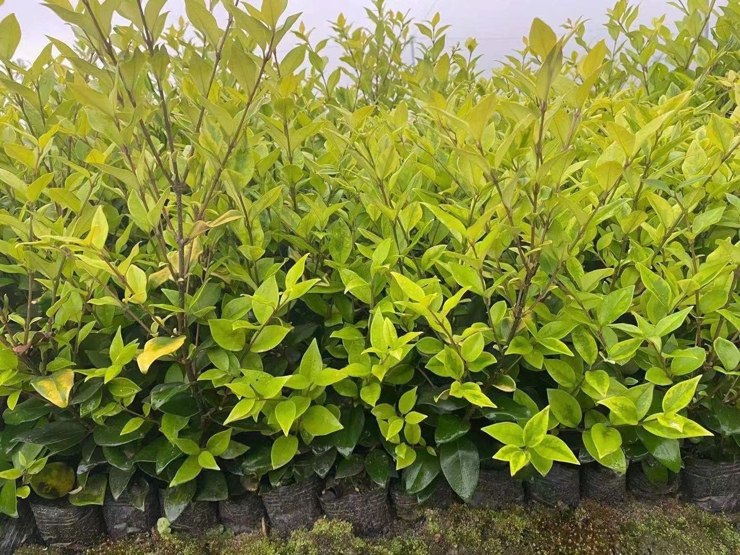 金森女贞苗 大量供应各种规格绿化工程苗，金森女贞杯苗，红叶石楠杯苗，