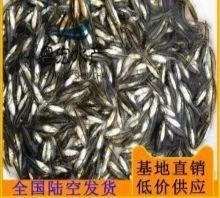 洪湖市鲈鱼苗  鲈鱼鱼苗，公司专业人员孵化鱼苗正宗好鱼苗，需要迅速联系。