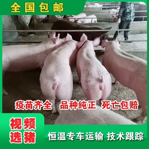 灌南县大约克仔猪  二元猪母猪长白约克母猪种猪