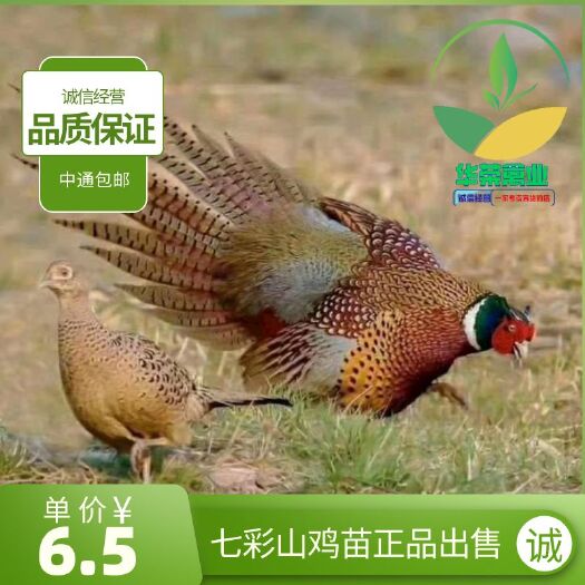 南宁七彩山鸡苗，包打疫苗，包路损质量保证，全国发货