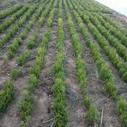 行唐县 侧柏小苗，20公分左右。有几万颗。