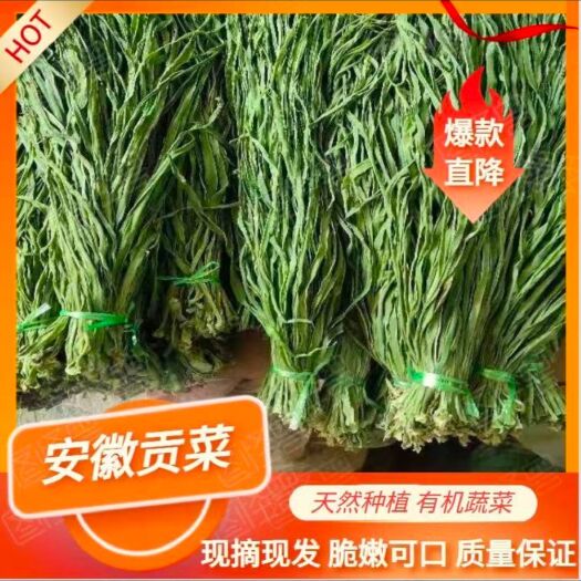 宾川县贡菜  ，云南优质贡颜色鲜绿，质量保证，产地直销，种植园，