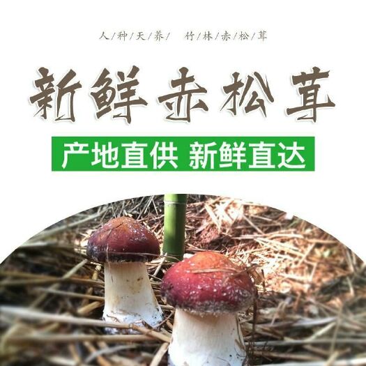 合江县赤松茸
