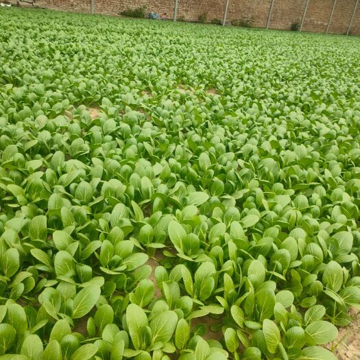 曹县上海青油菜