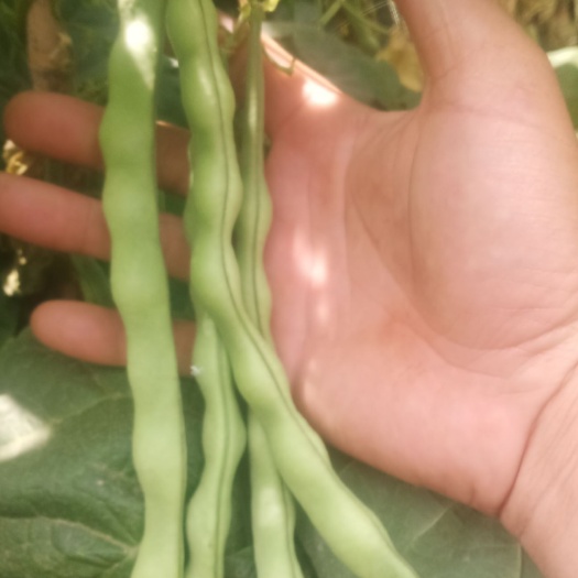 会理市绿龙豆角 精品肉豆，长期供应