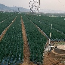 泸西县香葱 葱